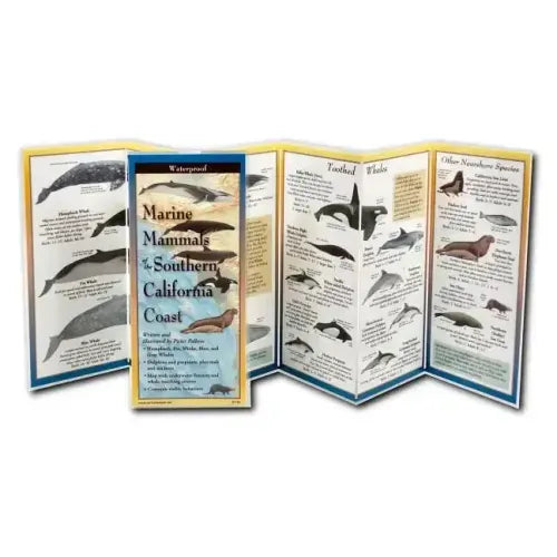 Marine Mammals of Southern California