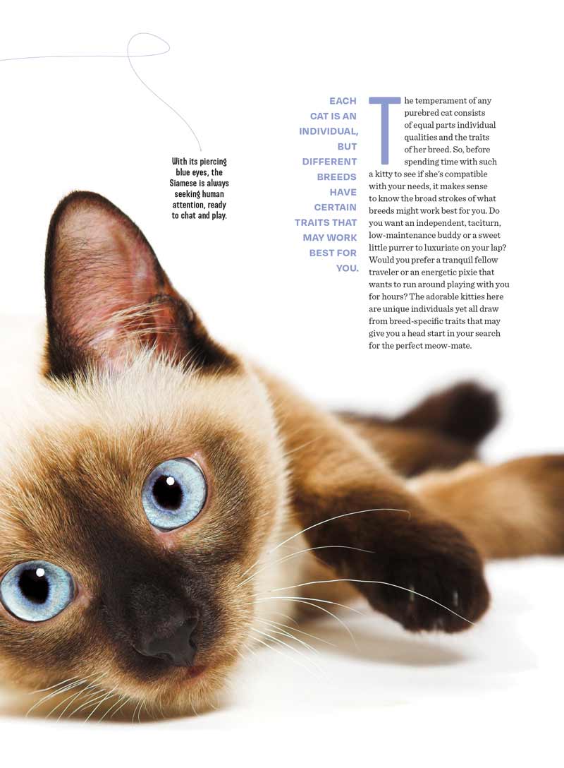 Inside Your Cat's Mind - Reading Cat's Face, Decoding Tails, Whiskers, Blinks, Meow Meaning, How To Play, Sleeping, Catnip, Training, Intelligence Test, Senses & Is Fur Color Linked To Personality?