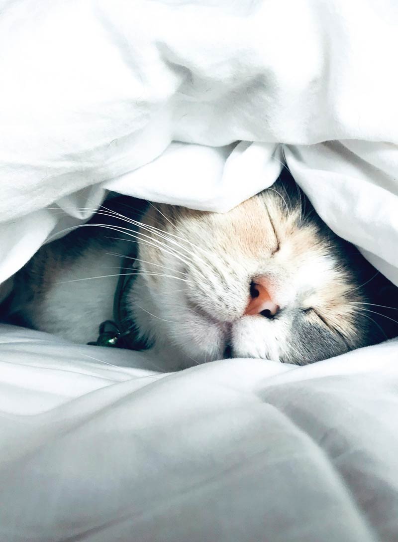 Inside Your Cat’s Mind - The Secret Language Of Cats: What They Really Mean, Decode Feline Behavior, Whisker & Tail Language, Slow Blink Secrets, Build A Deeper Bond With Your Beloved Cat & More!