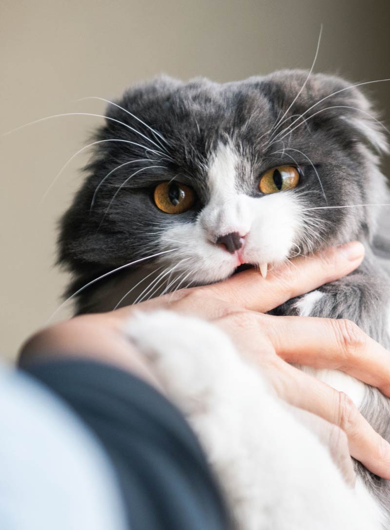 Inside Your Cat’s Mind - The Secret Language Of Cats: What They Really Mean, Decode Feline Behavior, Whisker & Tail Language, Slow Blink Secrets, Build A Deeper Bond With Your Beloved Cat & More!