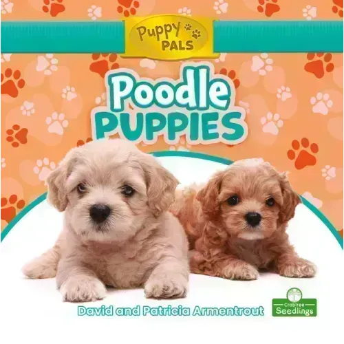 Poodle Puppies
