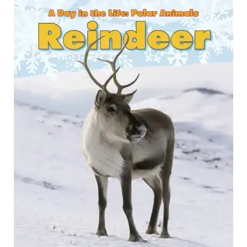 Reindeer