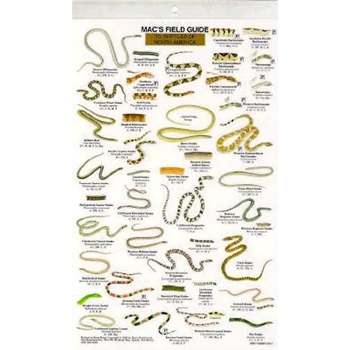 Mac's Field Guides: North American Reptiles