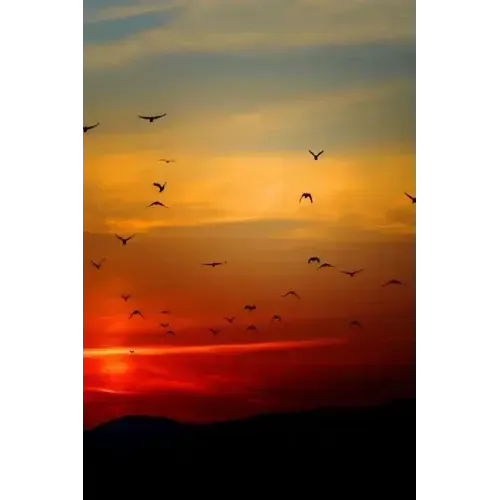 Sunset Flight: Beautiful