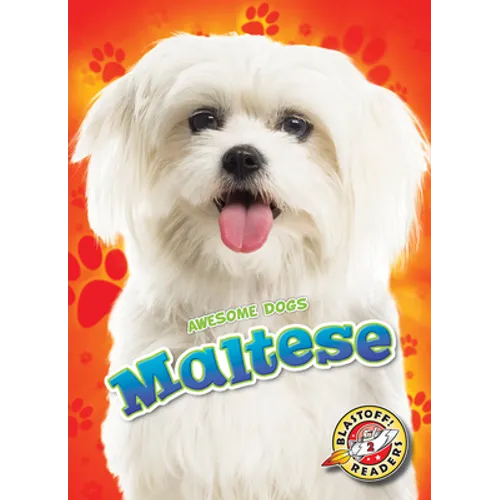 Maltese