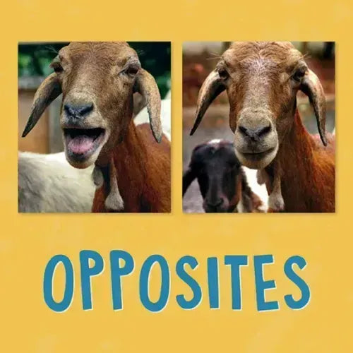 Opposites: English Edition
