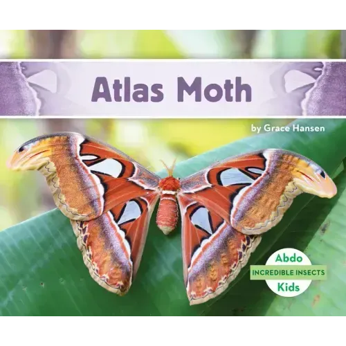 Atlas Moth
