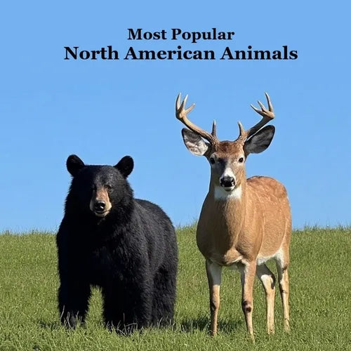 Most Popular North American Animals Kids Book: Children's book with Lifelike Pictures and Fun Facts about Animals