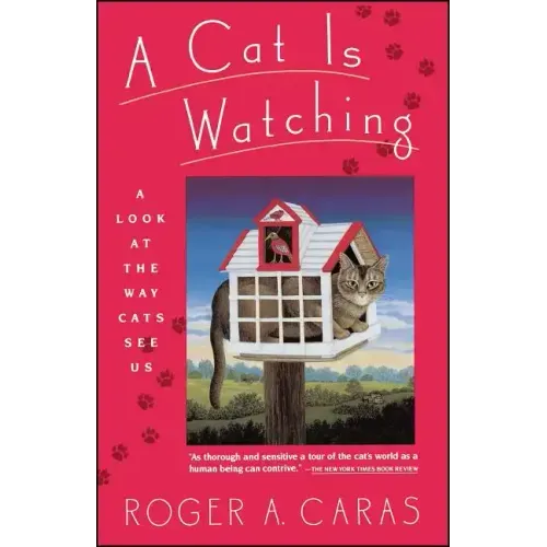 Cat Is Watching
