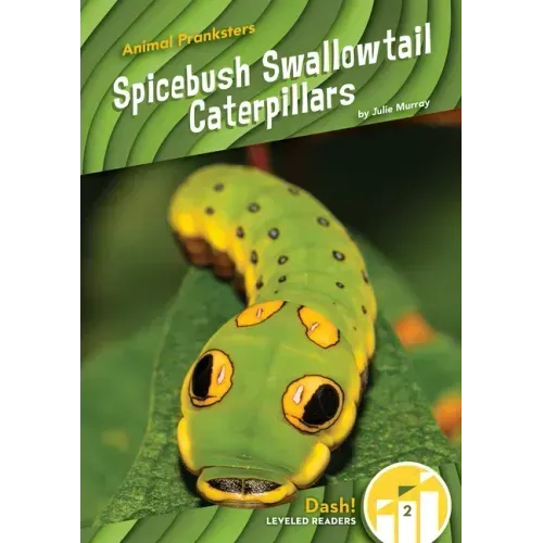 Spicebush Swallowtail Caterpillars