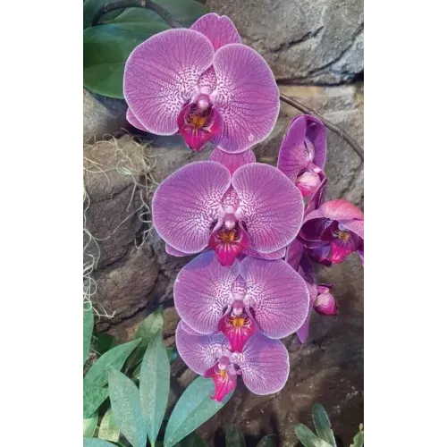 Hot Pink Orchid Journal