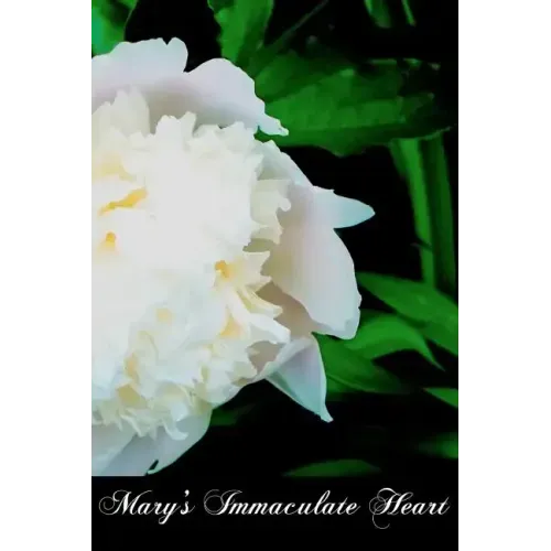 Mary's Immaculate Heart