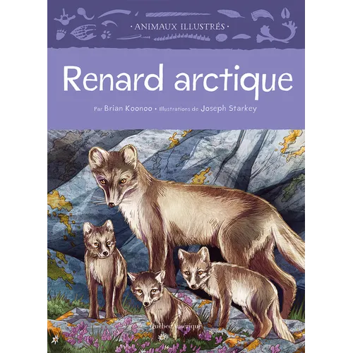 Renard Arctique