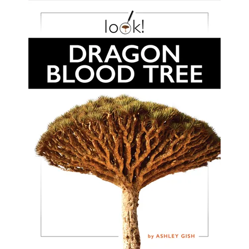 Dragon Blood Tree