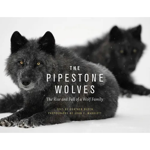 The Pipestone Wolves: The Rise and Fall of a Wolf Family