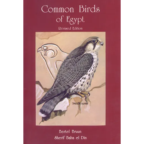 Common Birds of Egypt