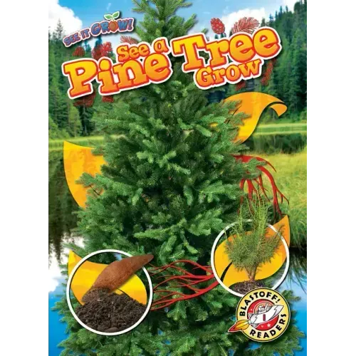 See a Pine Tree Grow