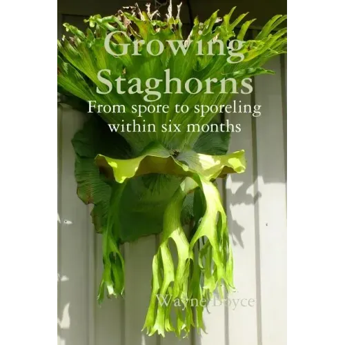 Growing Staghorns from Spore