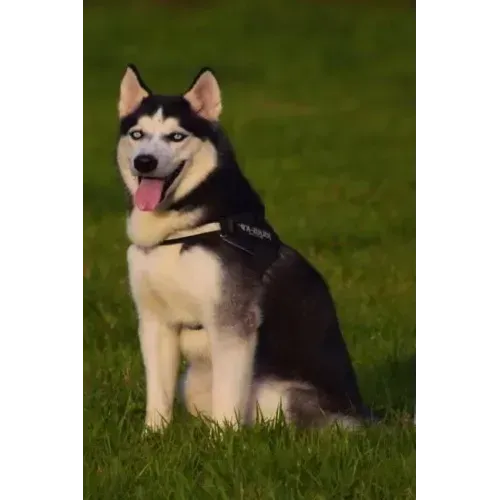 Husky: This Is a General Name for a Sled-Type of Dog Used in Northern Regions, Differentiated from Other Sled-Dog Types by Th