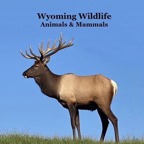 Wyoming Animals and Mammals Wildlife Book: Great Wyoming Animals book with Lifelike Images and Fun Facts