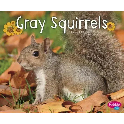 Gray Squirrels