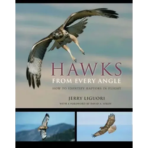 Hawks from Every Angle: How to Identify Raptors in Flight