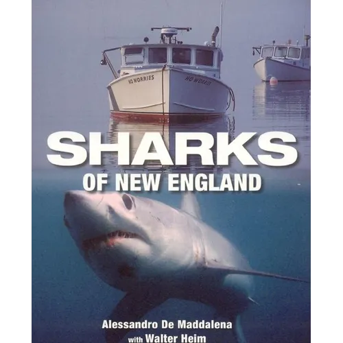 Sharks of New England