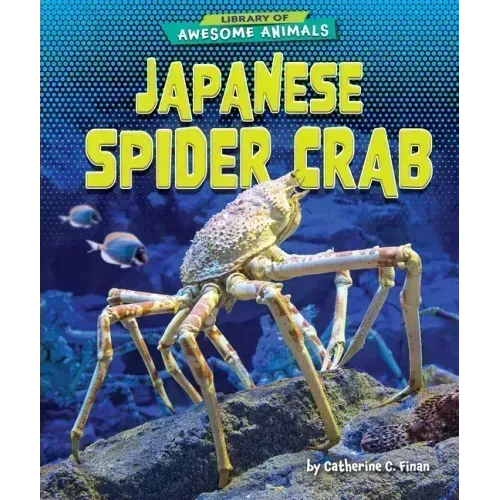 Japanese Spider Crab