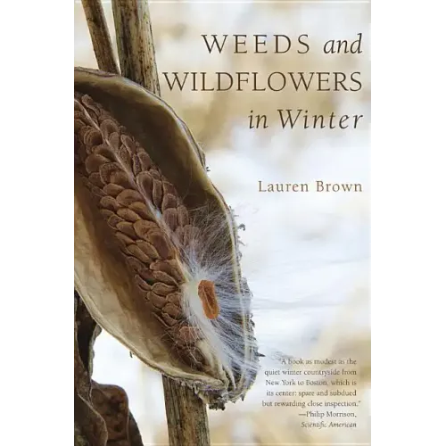 Weeds and Wildflowers in Winter
