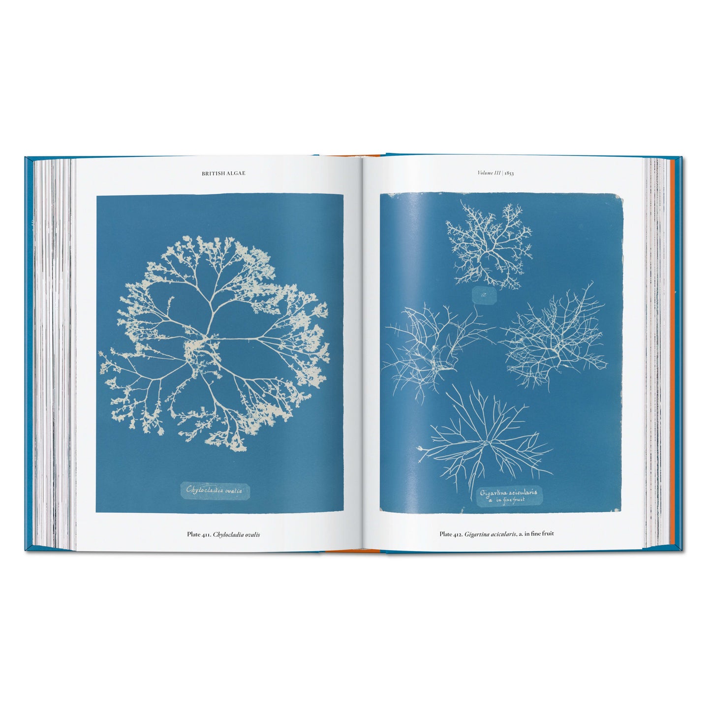 Anna Atkins. Cyanotypes. 45th Ed. (German, French, English) Book
