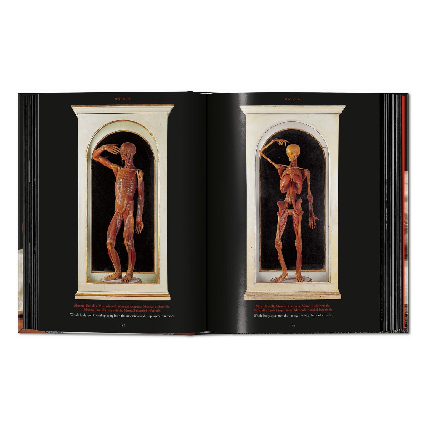 Anatomical Waxes. 45th Ed. (German, French, English) Book