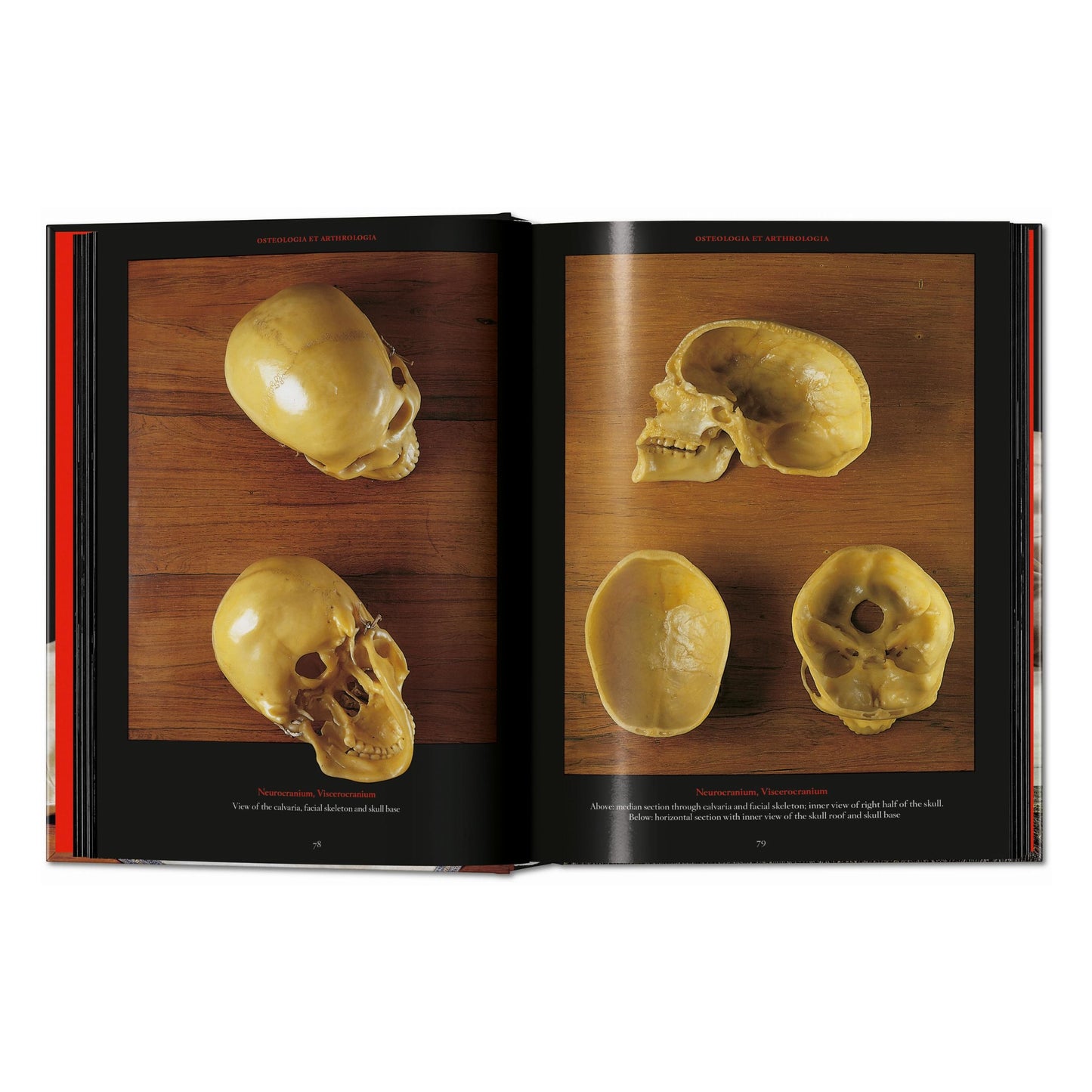 Anatomical Waxes. 45th Ed. (German, French, English) Book