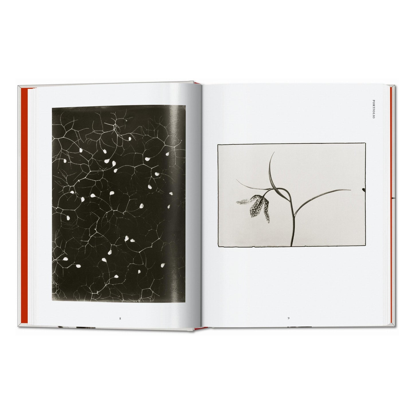 Karl Blossfeldt. The Complete Published Work. 45th Ed. (German, French, English) Book