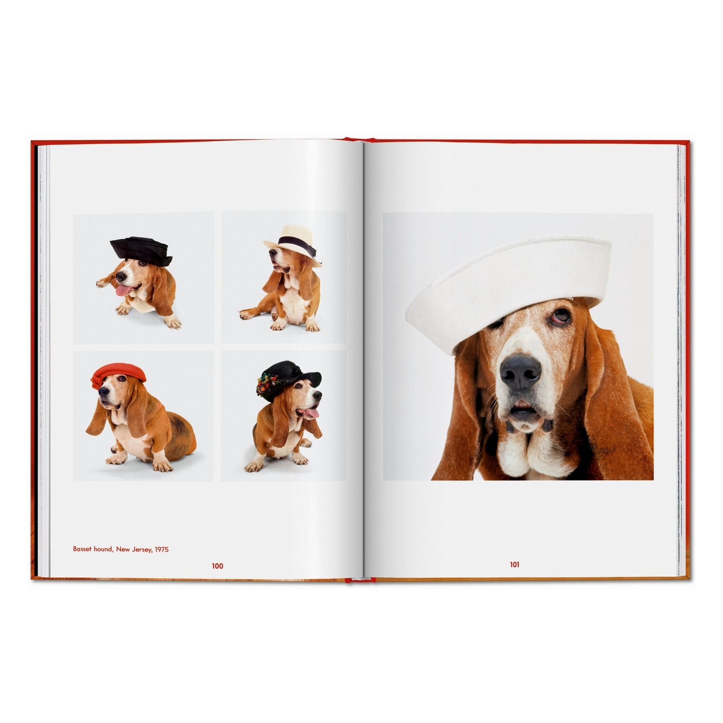 Walter Chandoha. Dogs. Photographs 1941–1991 (English) Book