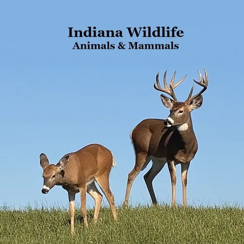 Indiana Animals and Mammals Kids Wildlife Book: Excellent Wildlife Book about Animals and Mammals in Indiana