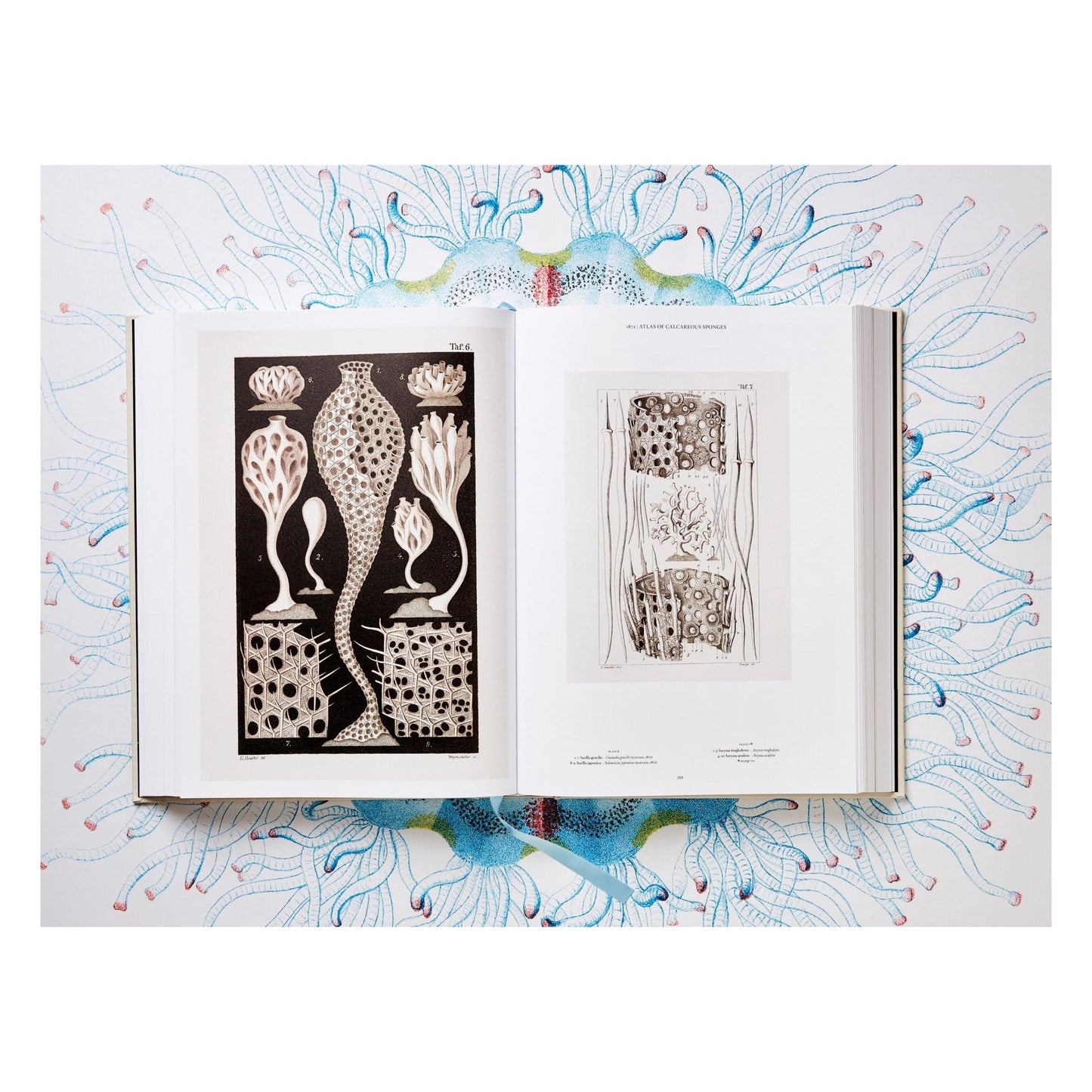 The Art and Science of Ernst Haeckel (German, French, English) Book
