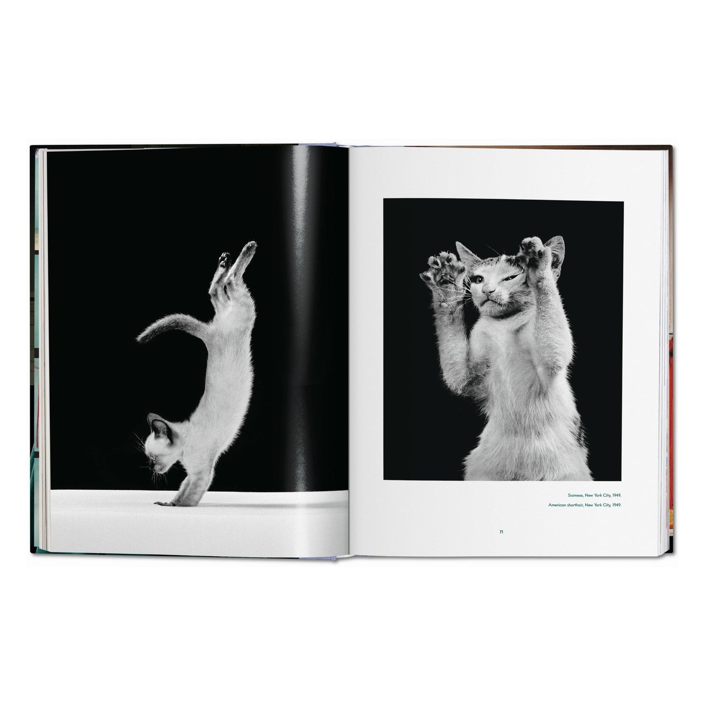 Walter Chandoha. Cats. Photographs 1942–2018 (German, French, English) Book