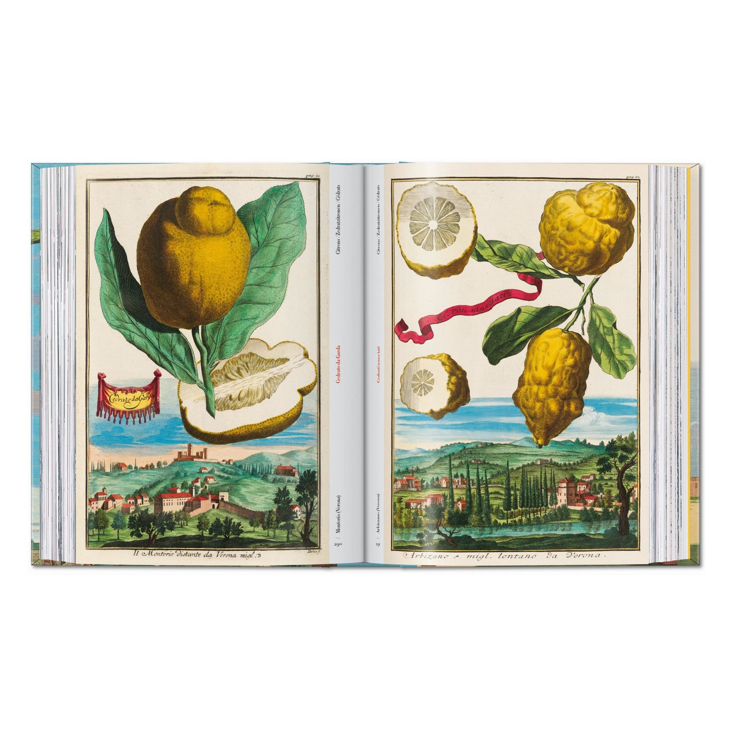 J. C. Volkamer. The Book of Citrus Fruits. 45th Ed. (German, French, English) Book