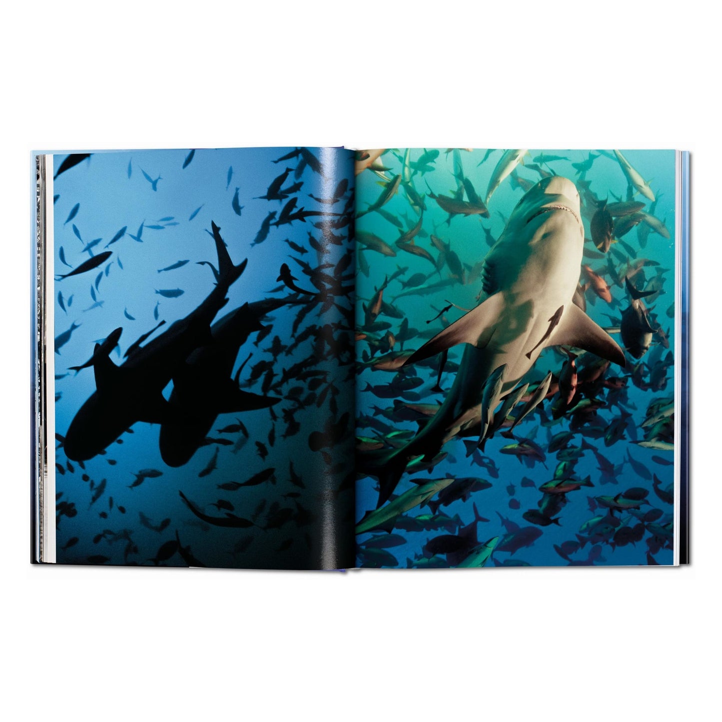 Michael Muller. Sharks (English) Book