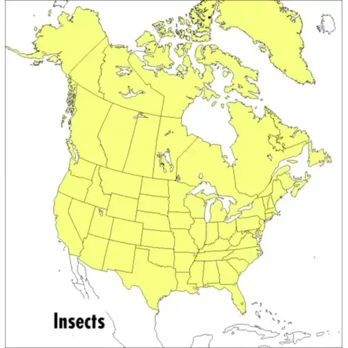 A Peterson Field Guide to Insects: America North of Mexico