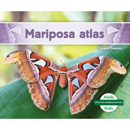 Mariposa Atlas (Atlas Moth)
