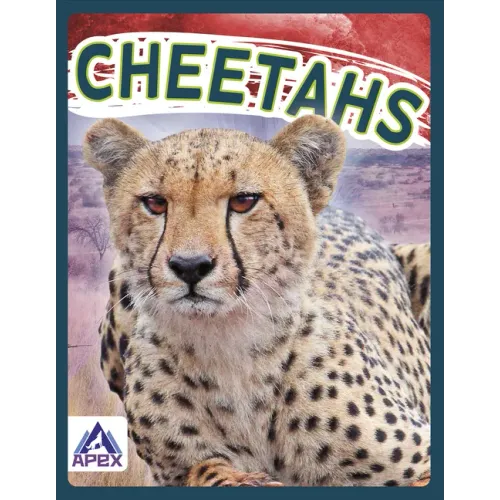 Cheetahs
