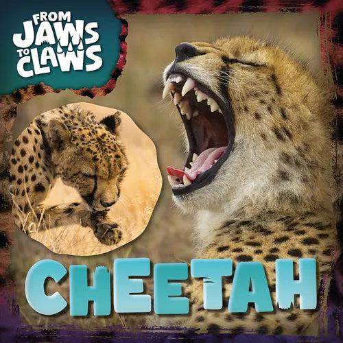 Cheetah