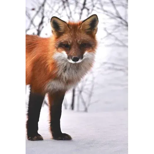 Fox: The Red Fox's Resourcefulness Has Earned It a Legendary Reputation for Intelligence and Cunning.