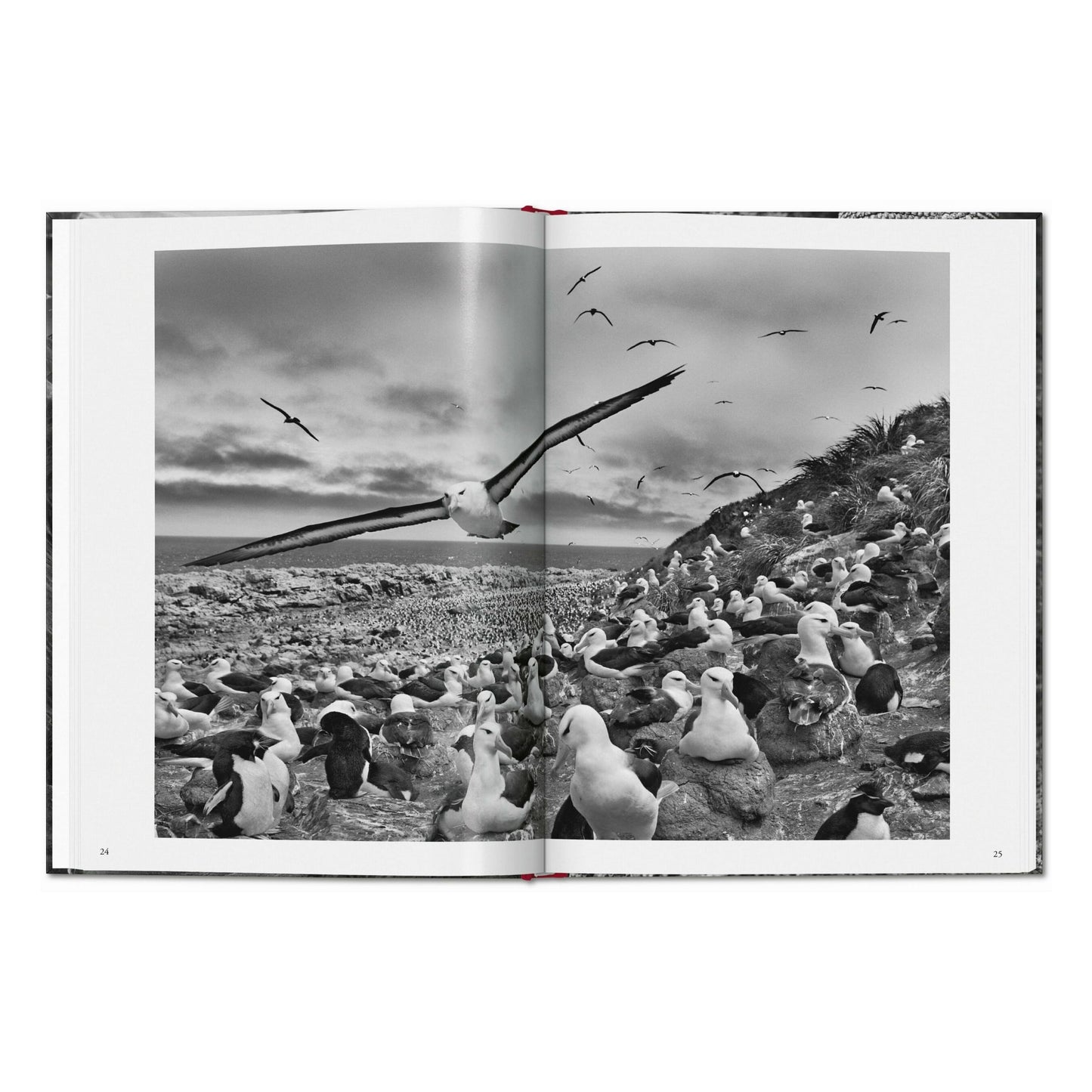 Sebastião Salgado. Genesis (English) Book