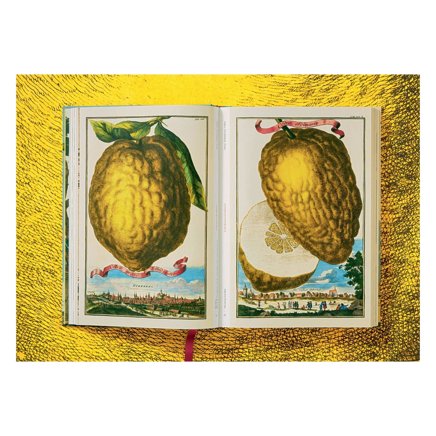 J. C. Volkamer. The Book of Citrus Fruits (German, French, English) Book