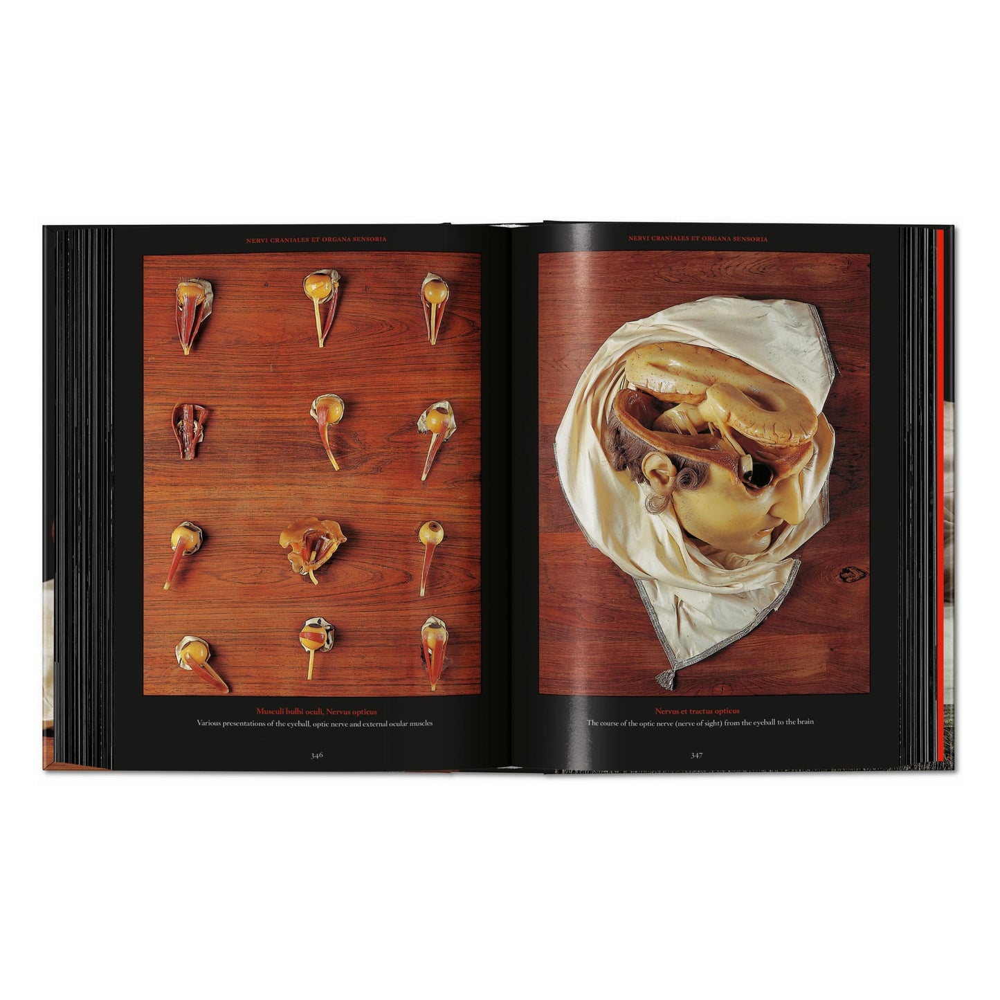 Anatomical Waxes. 45th Ed. (German, French, English) Book