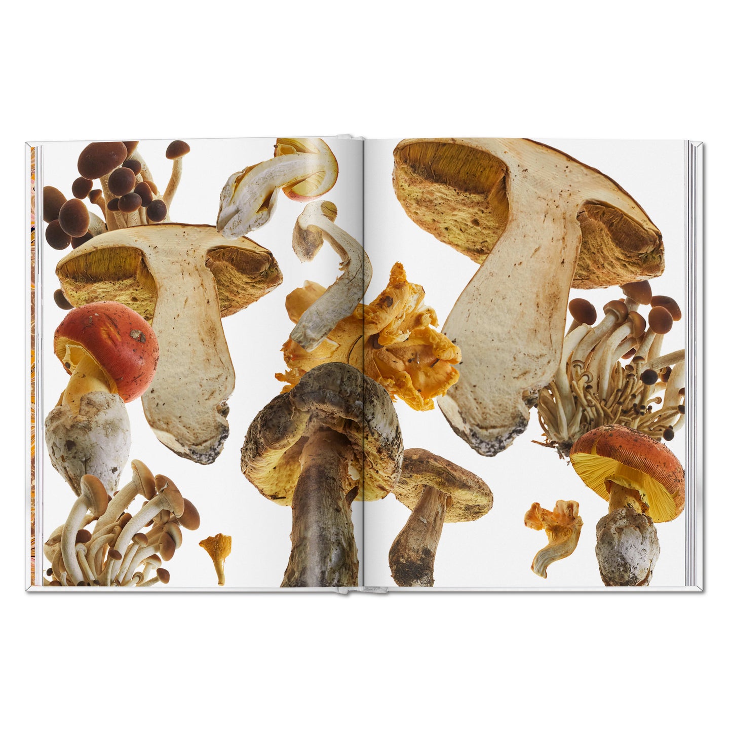 The Gourmand's Mushroom. A Collection of Stories and Recipes (English) Book