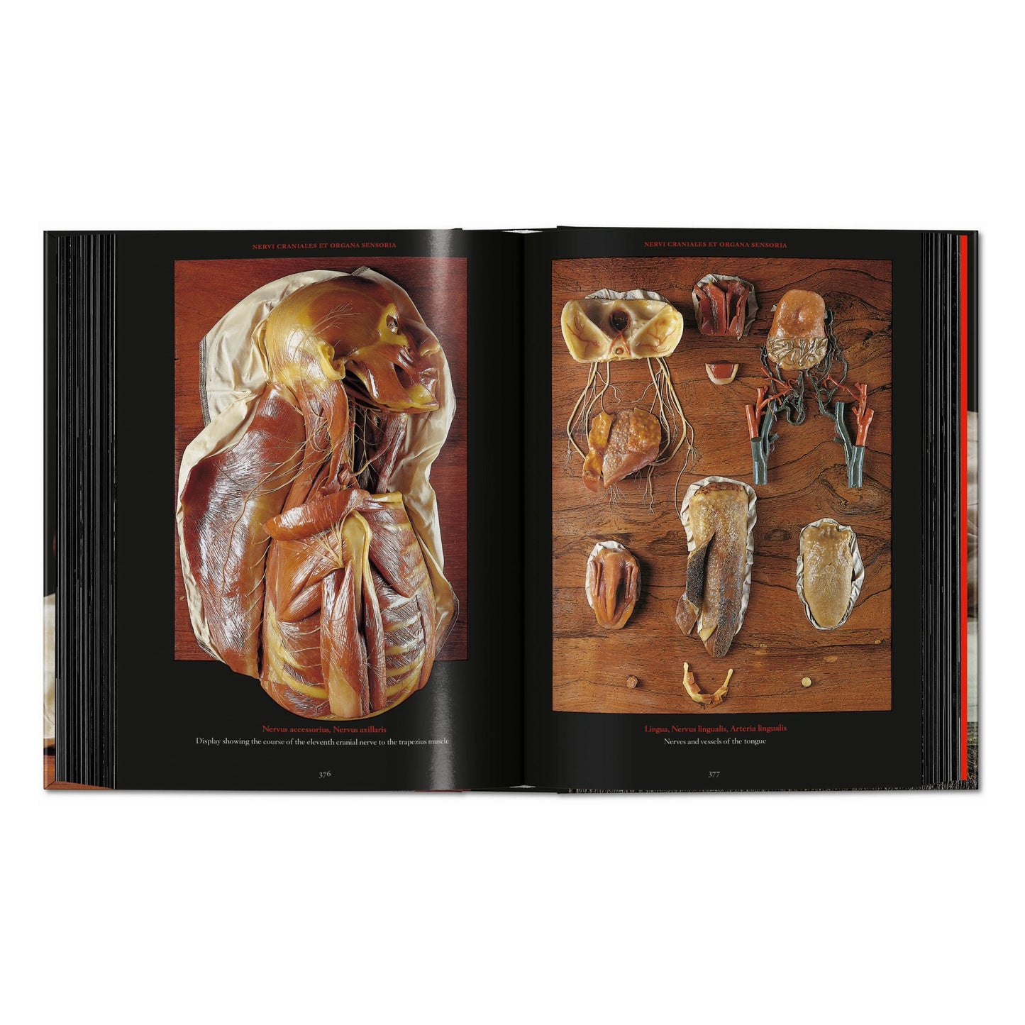 Anatomical Waxes. 45th Ed. (German, French, English) Book