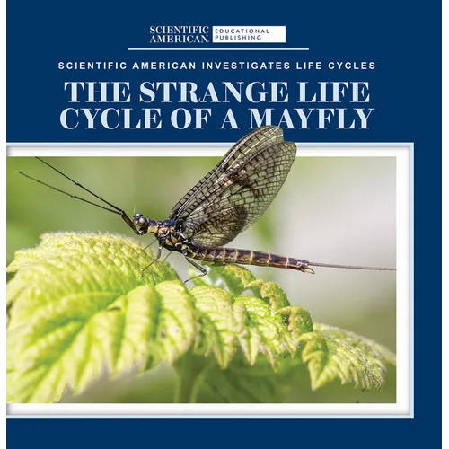The Strange Life Cycle of a Mayfly